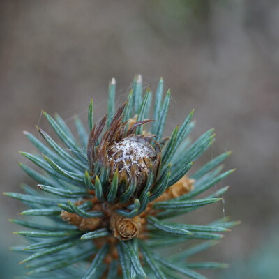 Picea pungens 'Baby Blue' (1)